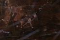 Argiope_ocyaloides_D3463_Z_90_Karinji NP_Australie